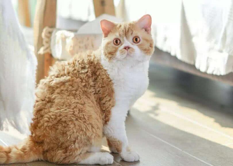 说出来你们可能不信,披着泰迪皮的猫,网友:这是泰迪猫?