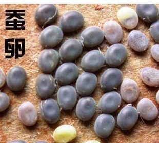 农村养蚕,蚕卵怎么孵化?|蚕卵|蚕种|养蚕_新浪新闻