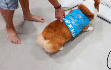 柯基犬一被主人碰衣就倒地假摔,表情动作幽默可爱致敬内马尔