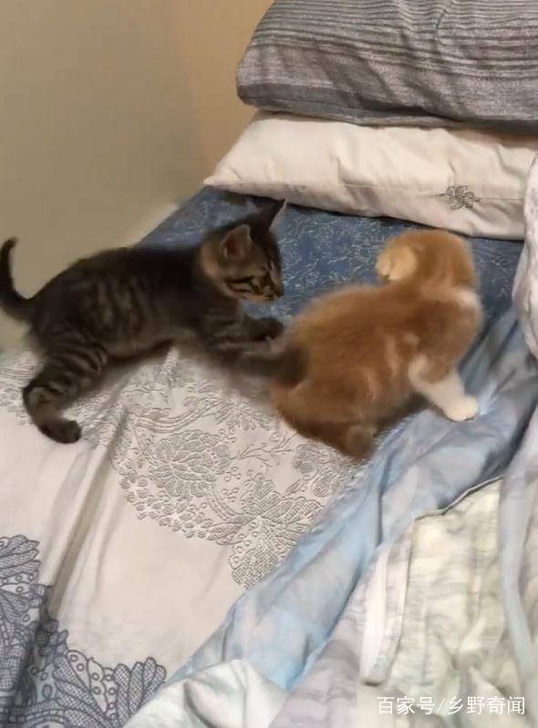 小时候灰猫追着打橘猫,都怪年少不懂事,3个月后小灰猫惨了!