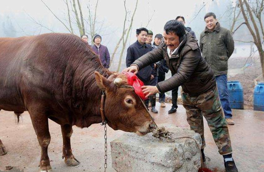 在农村,杀牛时为啥又要蒙眼睛,又要背着手,这里面有什么讲究吗