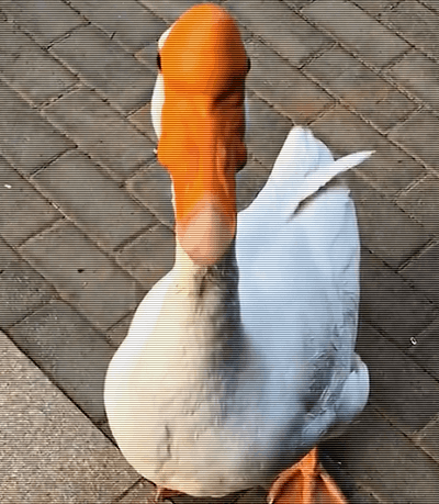 大鹅被老妈批评找姐姐摸头求安慰网友你们家还缺鹅吗