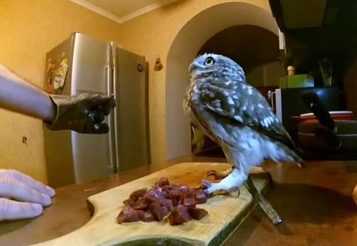 看到主人在切牛肉吃货猫头鹰飞扑过来我的全是我的了