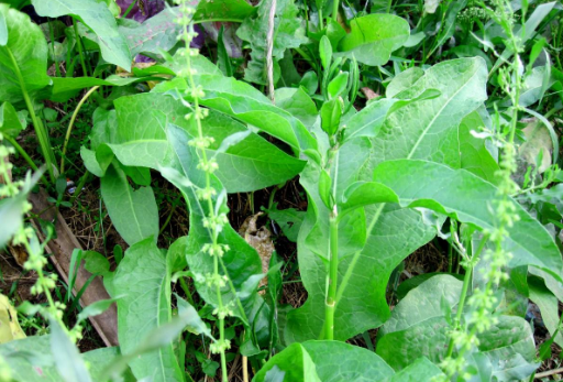 农村这种不起眼野草,殊不知是有名的"血三七",有止血祛瘀功效