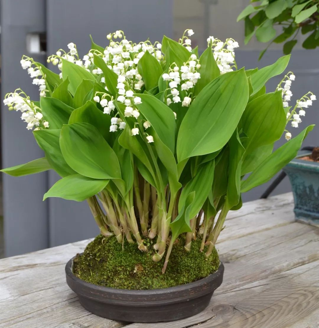 11种花朵特别好看的盆栽花卉,但很少人能将它们养好