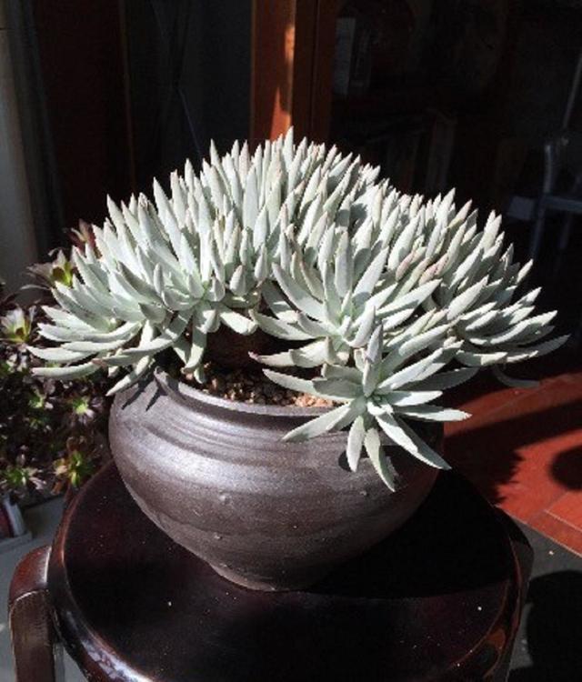 仙女杯怎么养有什么特点怎么养