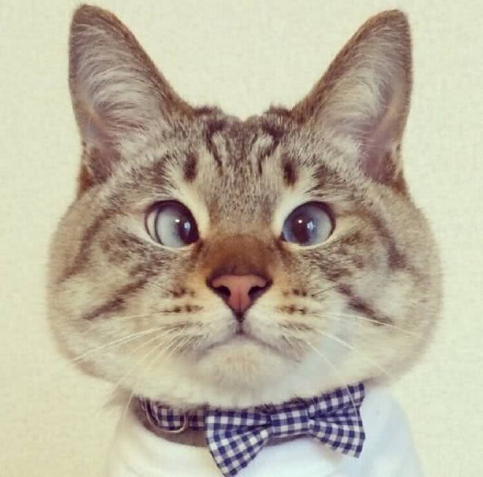 呆萌的惊讶猫原来是爷字辈