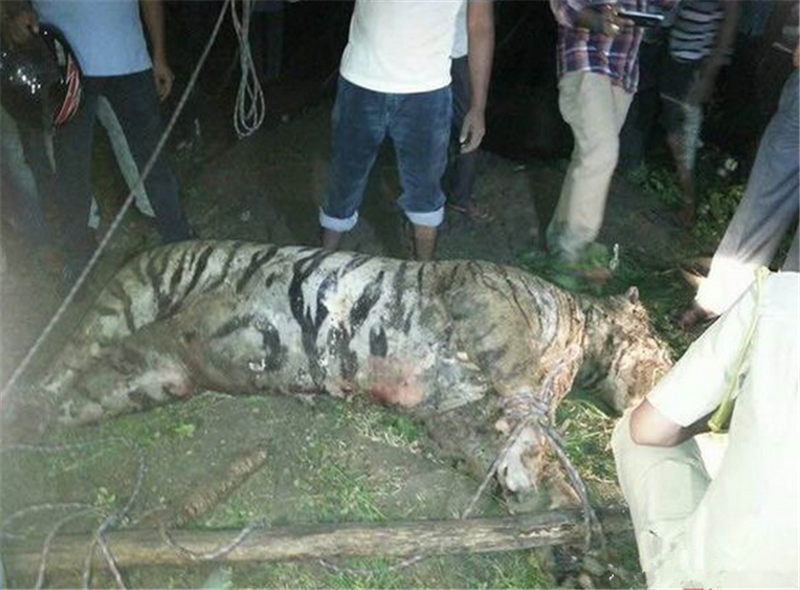 河边倒下一只被电死的老虎,知道内幕之后村民们都笑了太倒霉老虎