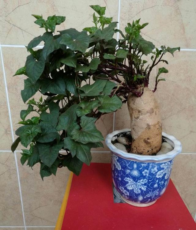 繁密翠绿,家里养盆"地瓜盆景",打造生活"别样"气息!