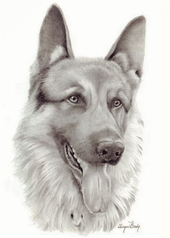 看别人家的素描画,教你画动物素描