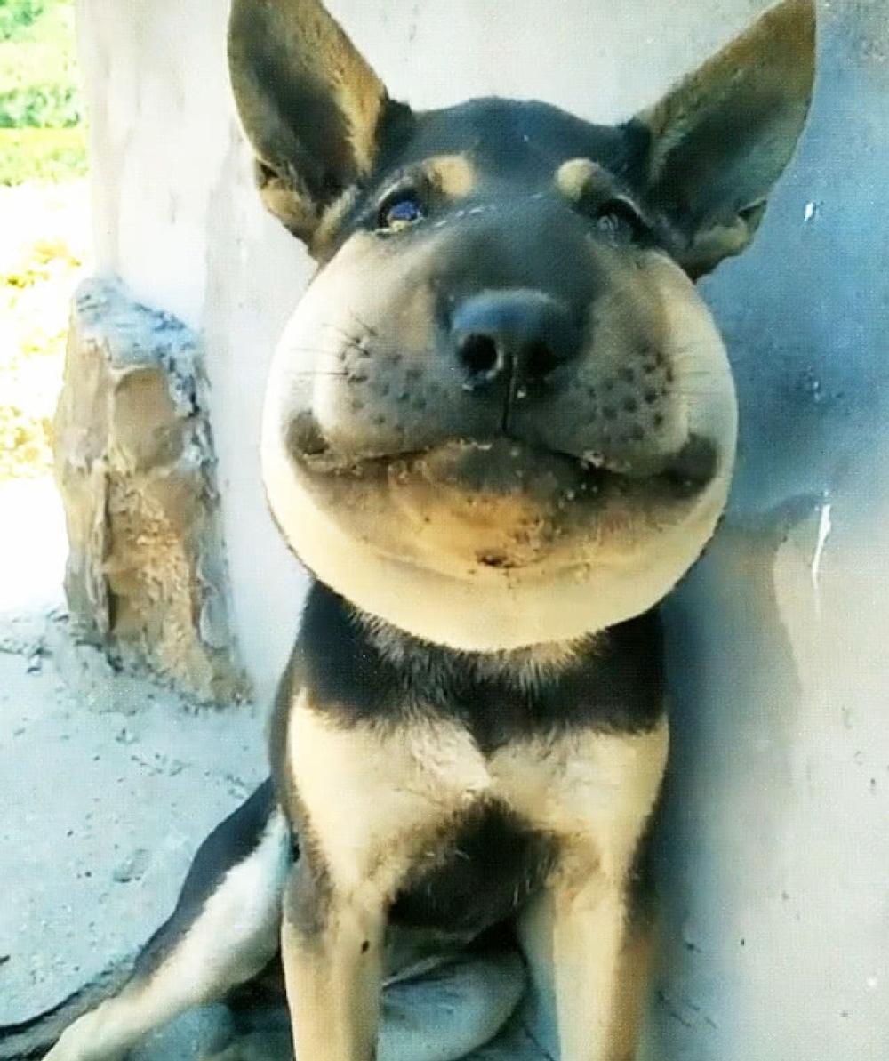 狗狗招惹蜜蜂, 结果脸被蛰成气球, 一脸生无可恋缩在墙角发愣