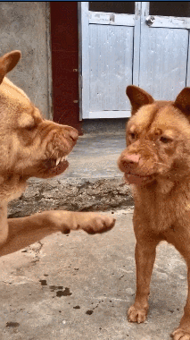 两只中华田园犬大黄和小黄战争斗智斗勇文雅而不失趣味