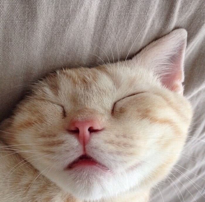 甜萌·猫头表情包,趁着你还没睡,抓紧走一波甜味的包儿可好?