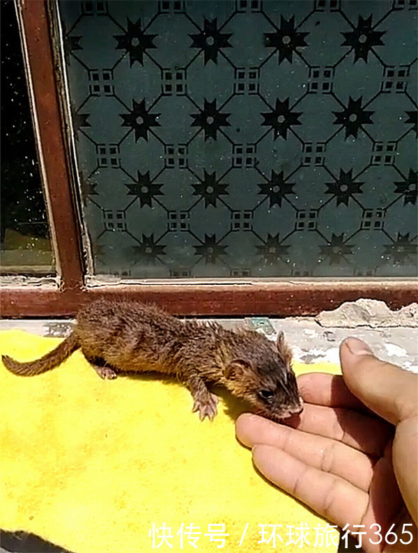 农村小伙路边捡一只黄鼠狼没想到把它当宠物养结果让人看傻眼