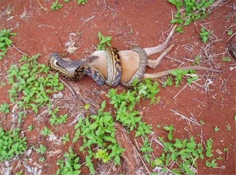 蟒蛇试图吞下比自己体型大几倍的袋鼠,到最后,肚皮都快要炸了