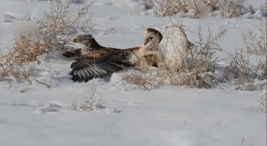 刚一落地,猫头鹰竟然借力跟老鹰一起翻滚了起来,最后停下来时,猫头鹰