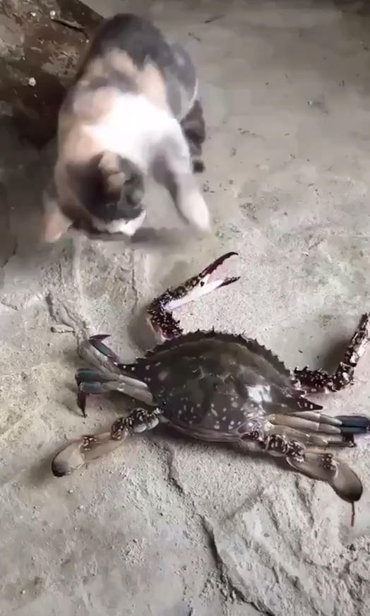 猫咪好奇伸出爪子去挠螃蟹,结果一下就被对方夹住,喵:疼,疼