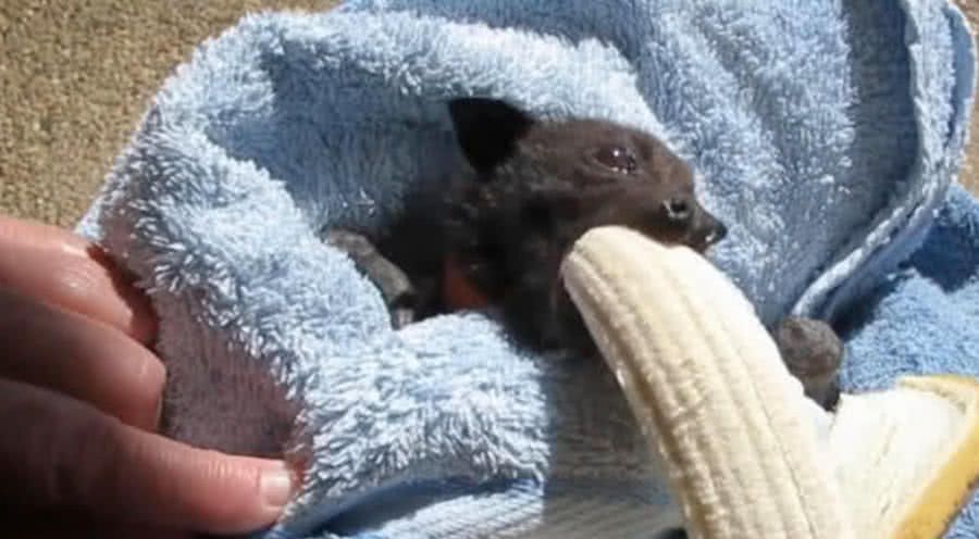 蝙蝠宝宝遭遇车祸后被救治,当吃到香蕉的一瞬间,它的表情亮了