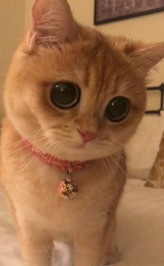猫界最萌新鲜出炉看到这卡姿兰大眼睛你确定不来吸一口