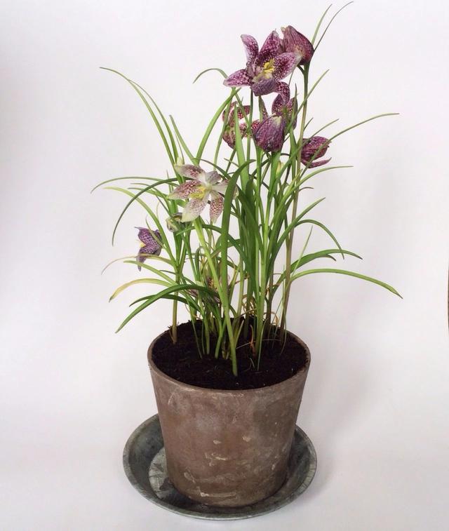 几种适合盆栽养护的球茎花卉,都是在春暖后灿烂开花