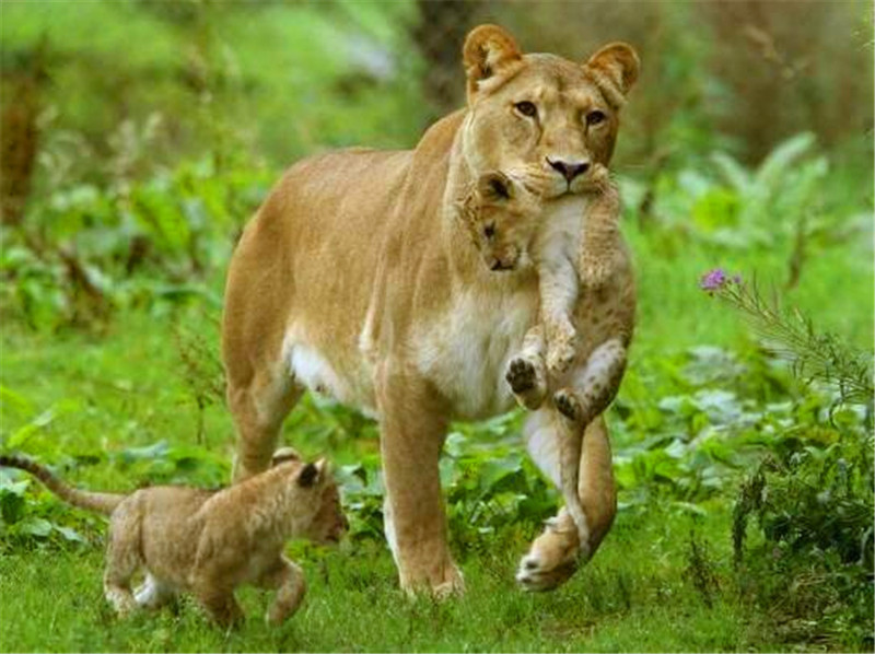 第一次当妈妈的母狮带两个孩子,看着这场面母狮这表情亮了|小狮子