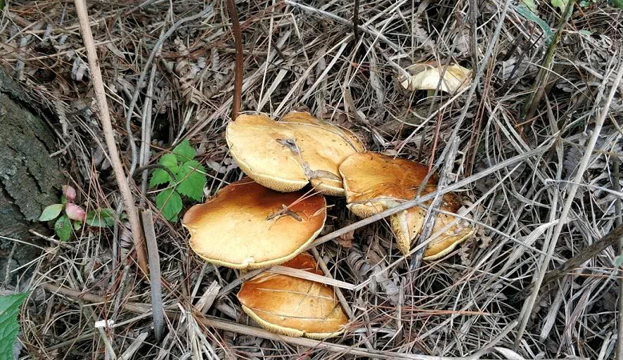 这种蘑菇是“野生菌之王”，十分的珍贵，只长在松树林里|松树菌|野生菌|松树林_新浪新闻