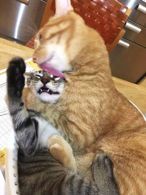 橘猫利用体重压制住狸花猫疯狂为其舔毛这表情哈哈哈哈哈