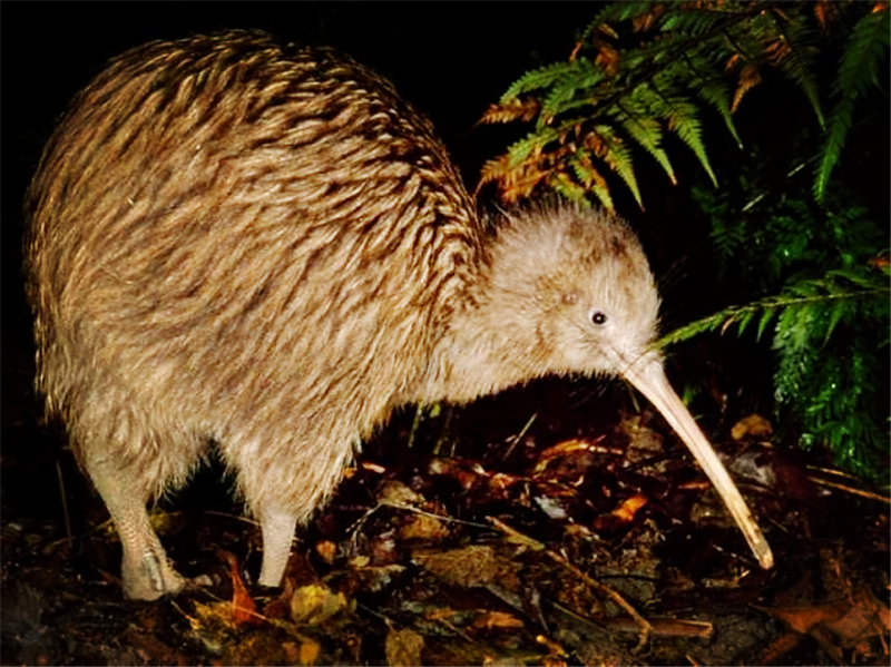 鼻孔长在嘴尖上,雌鸟下蛋雄鸟孵蛋|新西兰|几维鸟|雌鸟_新浪新闻