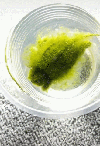 朋友不养的一只乌龟长毛全身绿油油网友一瞧笑喷