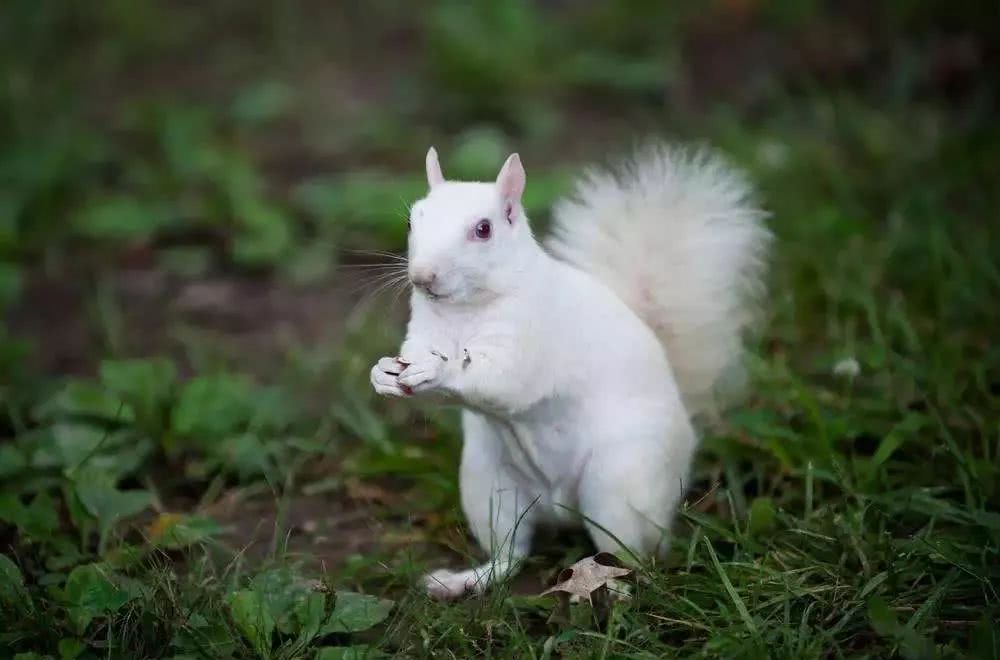 神农架动物究竟为何白化?科学界出现3种说法,每一个都难被否定