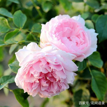 5种月季花,超级勤花,从年头开到年尾,1年365天都有花赏