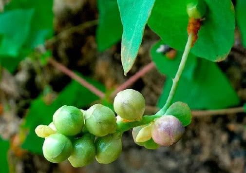 农村野草和死神较劲险胜农民伯伯都认识