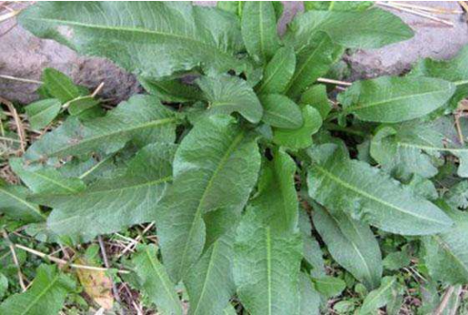 农村这种不起眼野草,殊不知是有名的"血三七",有止血祛瘀功效