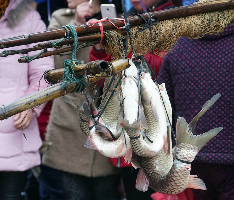 传承600年的神奇技艺,弓鱼术的奥秘:鱼脱离水之后一整天不死