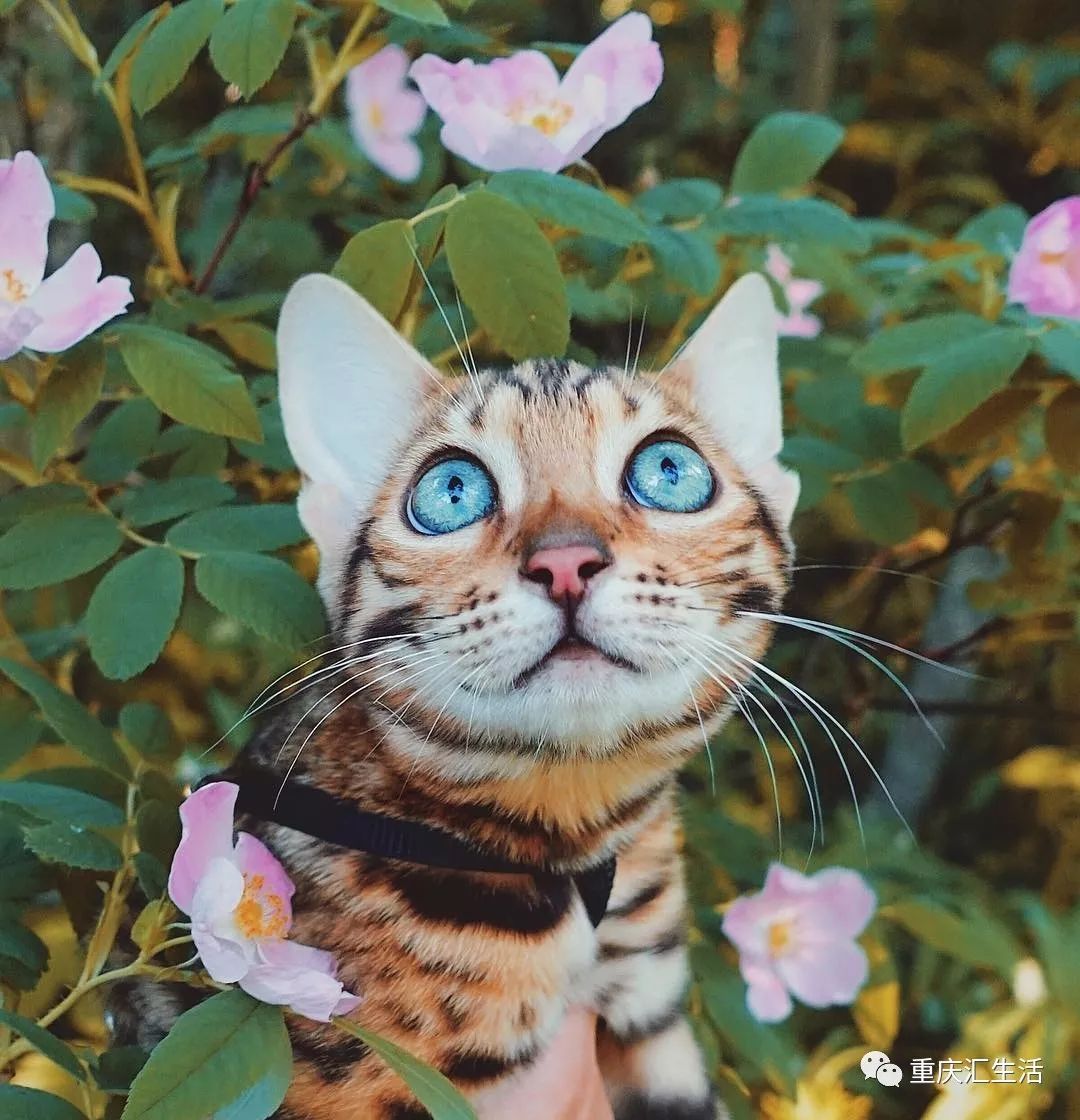 活得不如猫!ins上一只孟加拉豹猫可能去的地方比你多!