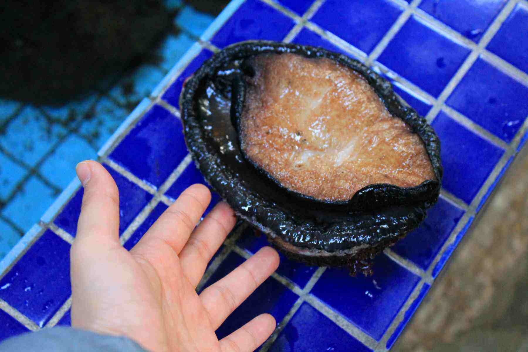 堪称全球"最大"鲍鱼,但在这里随处可见,捡到就是你!