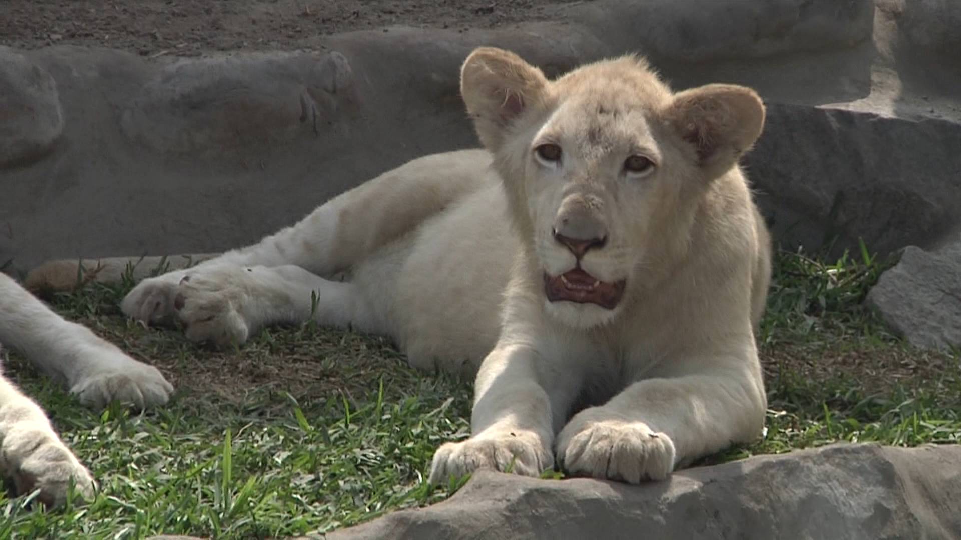 萌翻了!世界珍稀动物白狮首次落户秘鲁