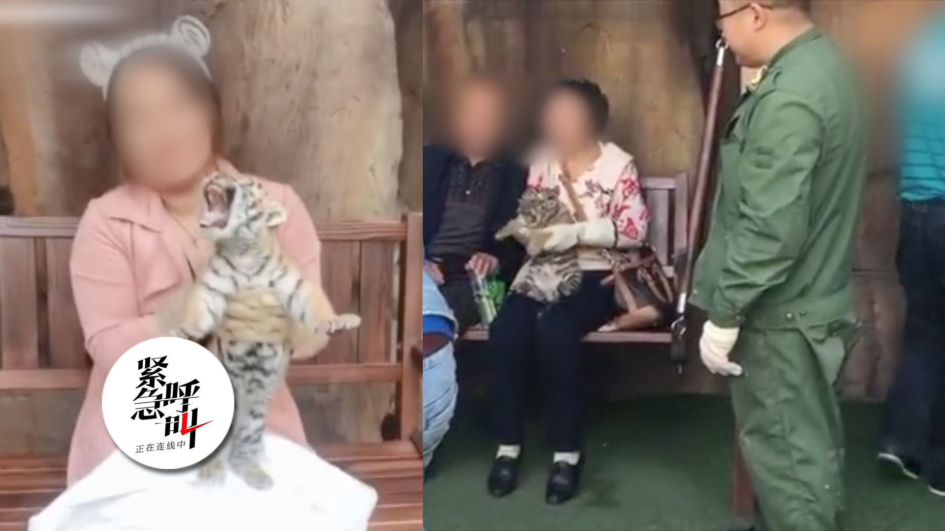 与东北虎幼崽合影50元一位？哈尔滨林业局回应