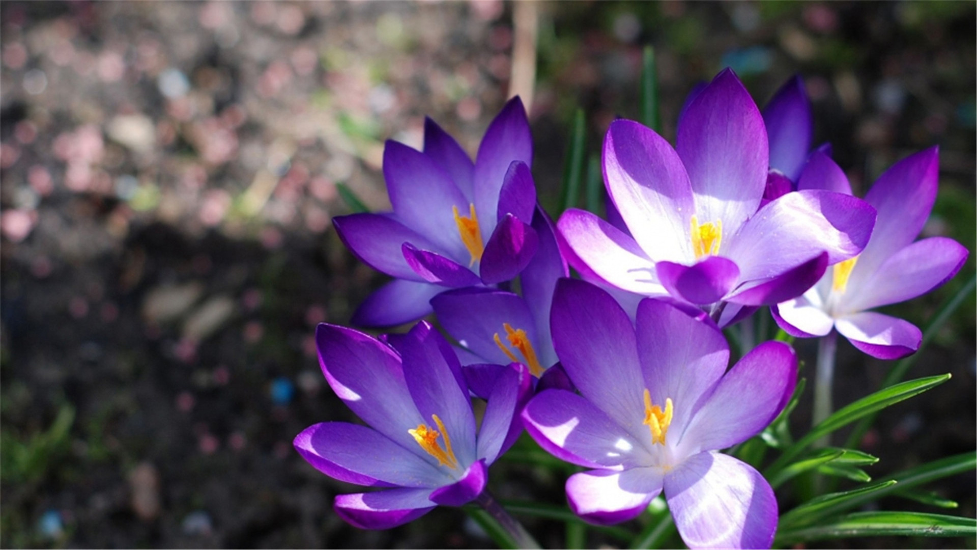 2019年鲤鱼跃龙门,一帆风顺事事顺心,心想事成的3生肖!