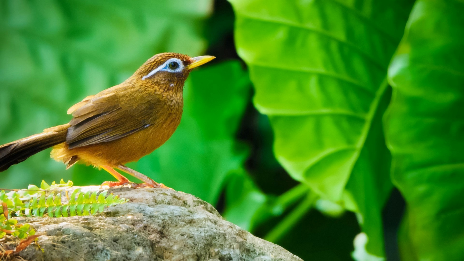 画眉鸟应该如何训练训练画眉鸟的4个小技巧