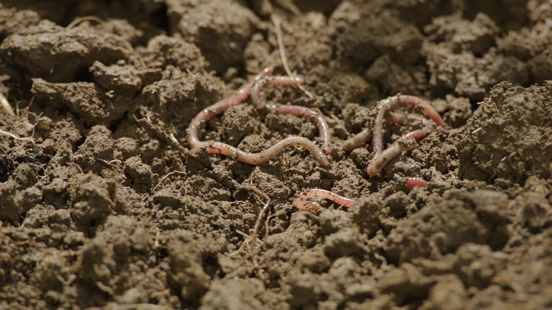 《流浪地球》人类用蚯蚓做食物,中国早在天宫一号上实验过