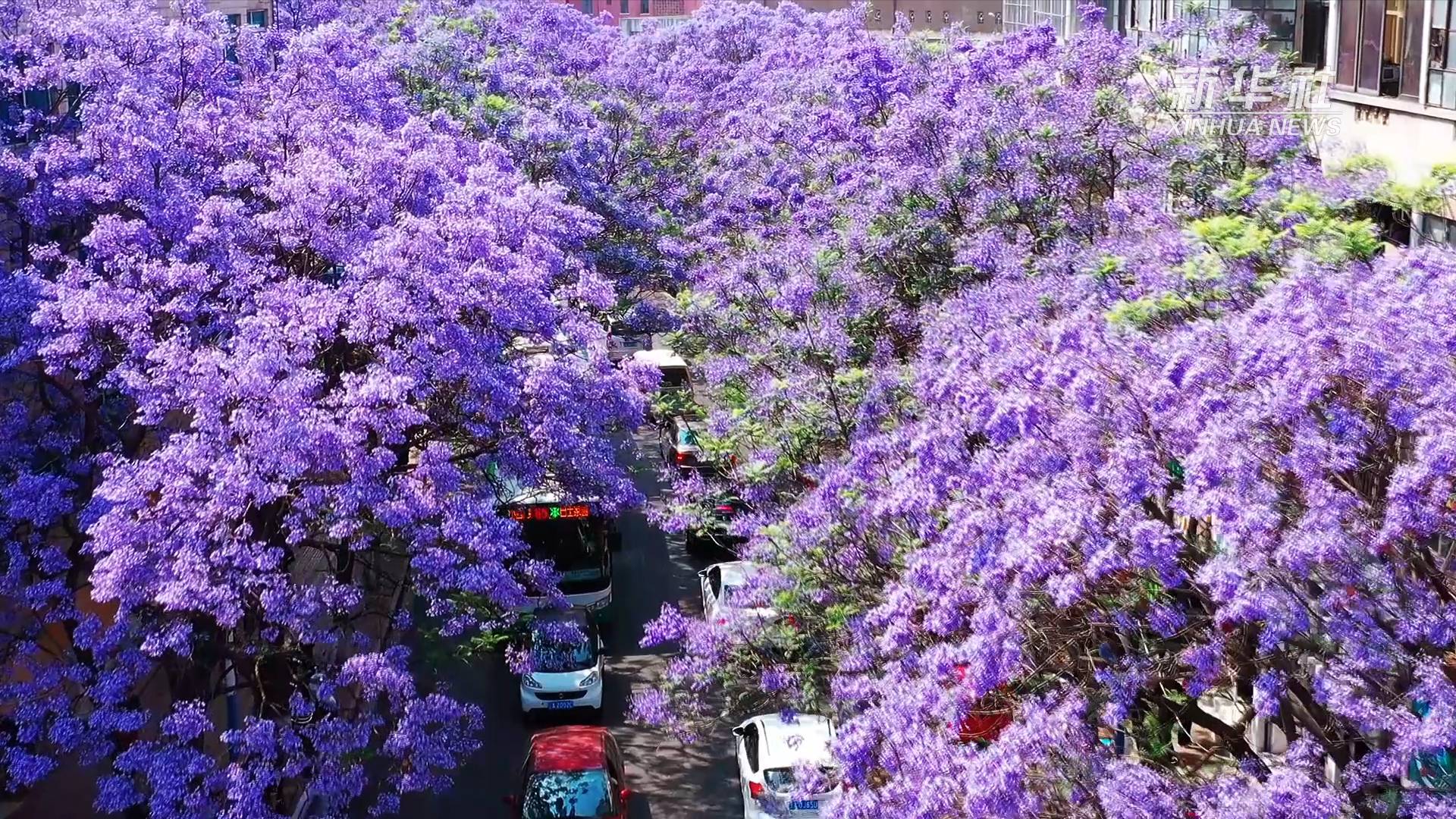 蓝花楹盛开 昆明街道成"网红路"
