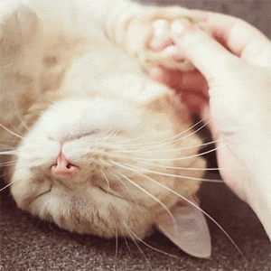 这只猫也太乖了,竟然可以让人这么摸爪爪