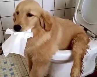 狗子学主人蹲着拉便便主人进去一看笑的直不起腰