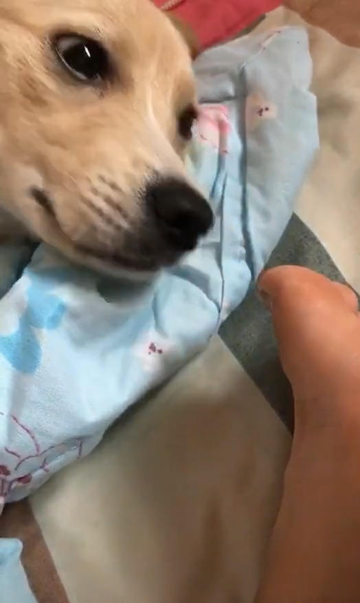 主人无聊将脚伸到狗面前,狗用劲闻了一下,露出的表情令他尴尬!