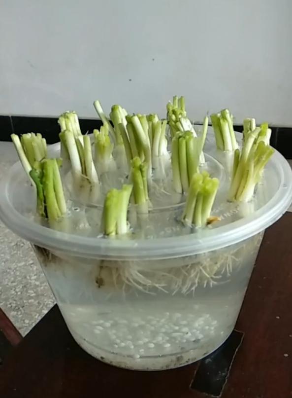 阳台种葱,大姐利用打包盒进行水培葱,家里种的葱收获一茬又一茬