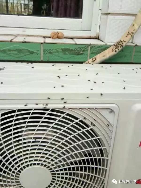这个村的苍蝇有点多 居民苦不堪言