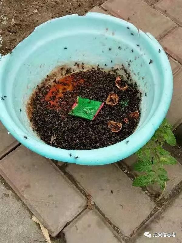 头皮发麻这个村的苍蝇有点多居民苦不堪言