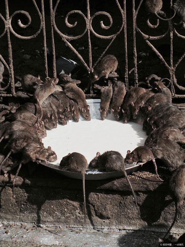 印度"鼠庙":奉鼠为神,超2万只老鼠受人顶礼膜拜