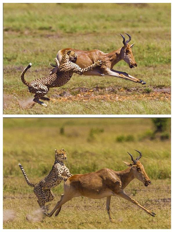猎豹想要捕食羚羊,羊肉没吃到,反而还被踢伤|豹子|爪子|拍摄_新浪新闻